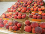 Summerblaze peaches sm